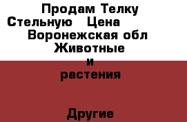 Продам Телку Стельную › Цена ­ 55 000 - Воронежская обл. Животные и растения » Другие животные   